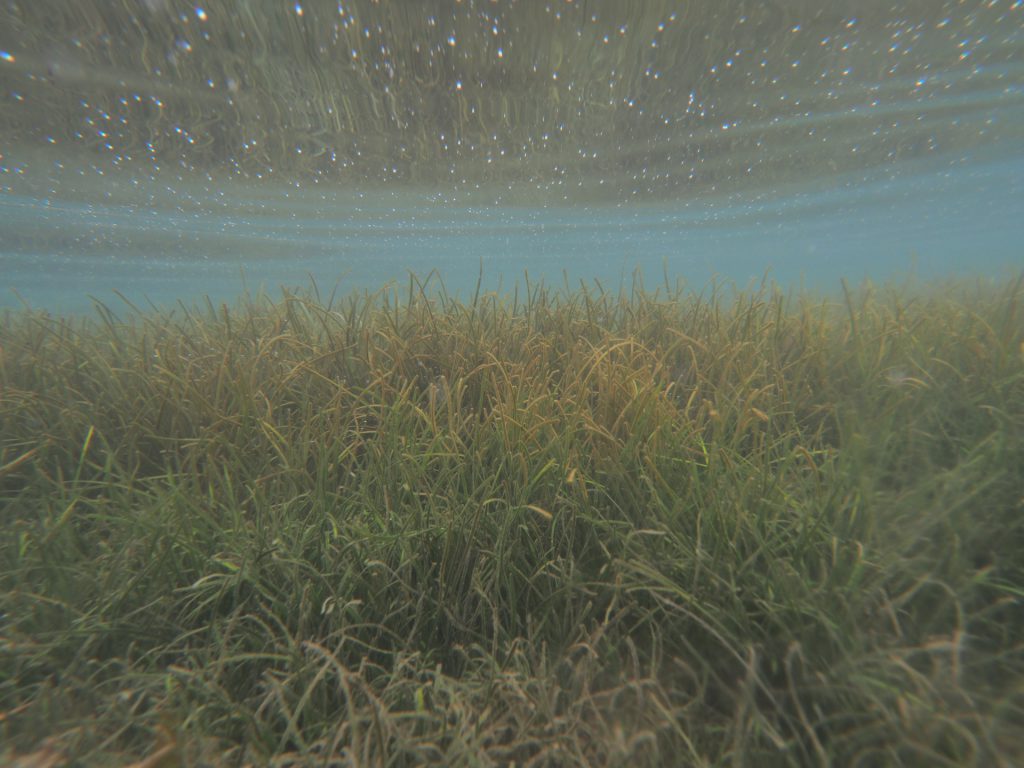 内海の海草