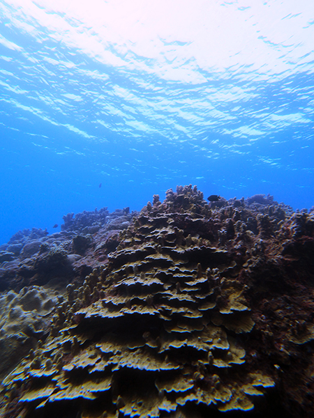 珊瑚茶屋　体験ダイビング　太平洋