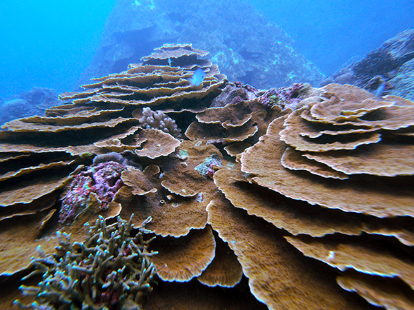 奄美大島　体験ダイビング珊瑚
