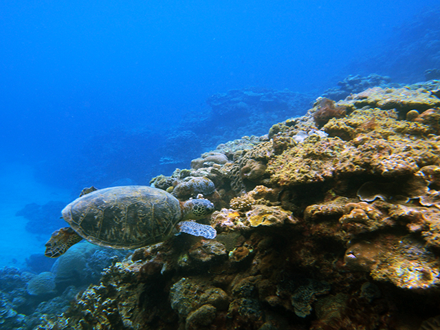 珊瑚茶屋体験ダイビング　カメ