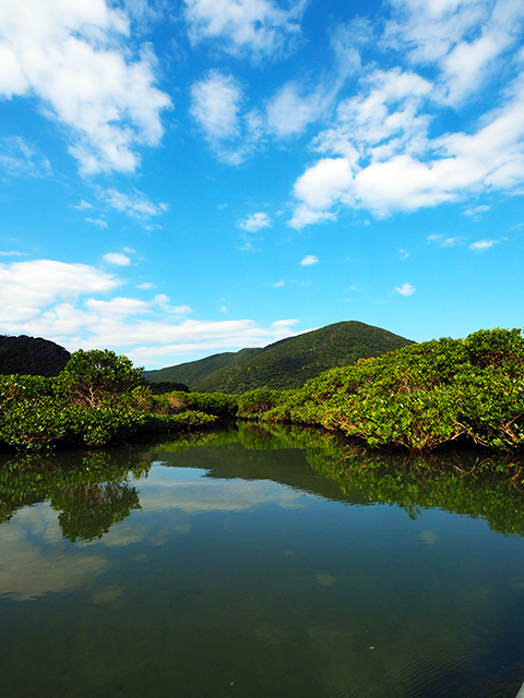 奄美大島　マングローブ