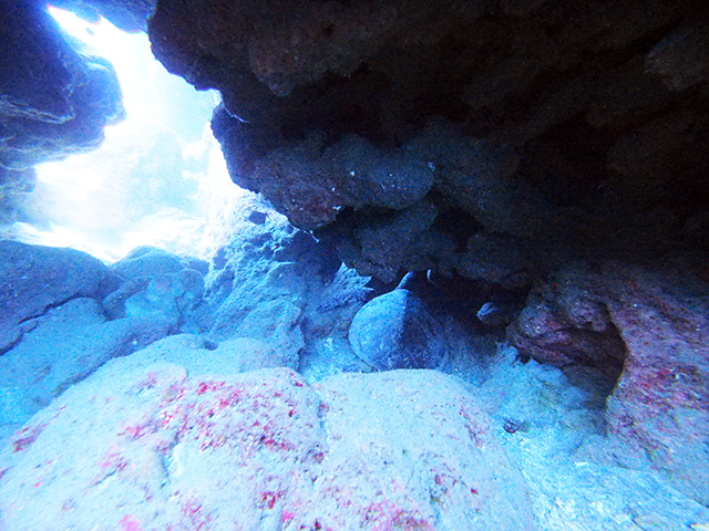 洞窟にウミガメ

