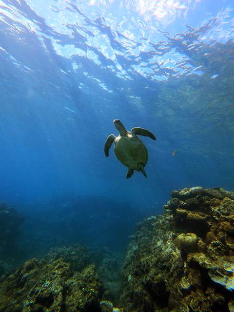 珊瑚茶屋体験ダイビング　ウミガメ
