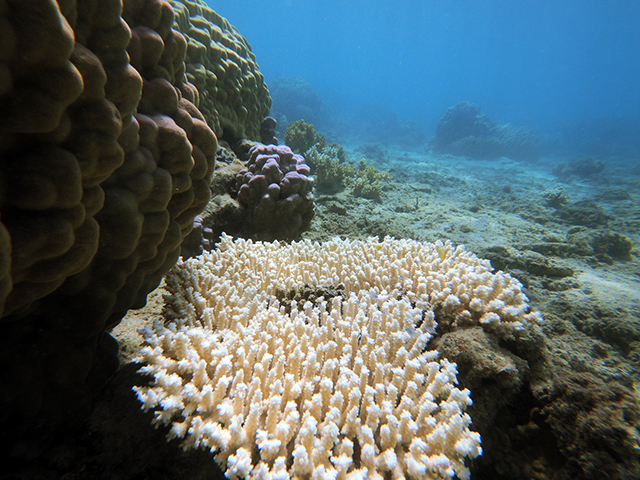 珊瑚の白化