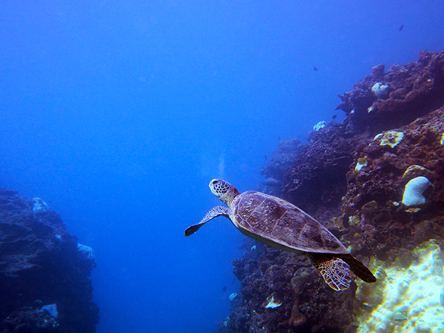 奄美大島ウミガメ