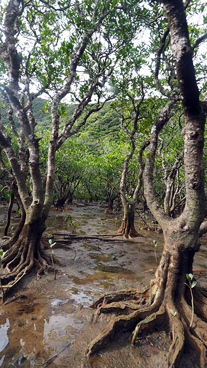 奄美のマングローブ　干潮
