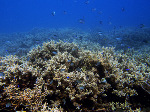 珊瑚いっぱい