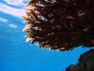 奄美大島　白浜　珊瑚