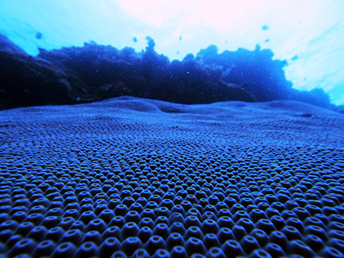 珊瑚の形
